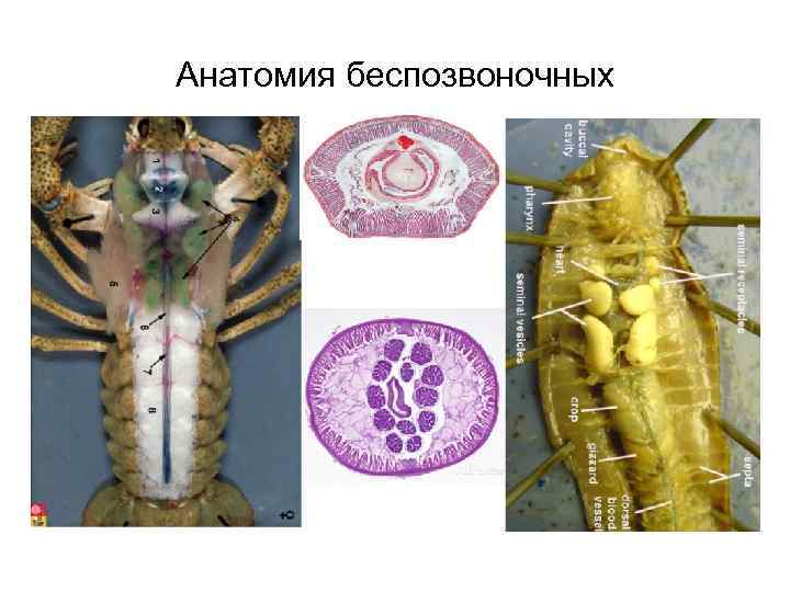 Анатомия беспозвоночных 