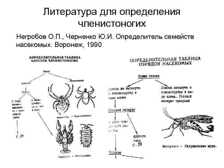 Литература для определения членистоногих Негробов О. П. , Черненко Ю. И. Определитель семейств насекомых.