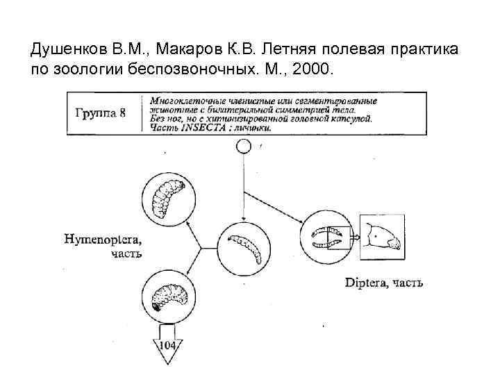 Душенков В. М. , Макаров К. В. Летняя полевая практика по зоологии беспозвоночных. М.