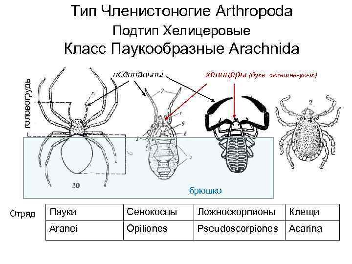 Тип Членистоногие Arthropoda Подтип Хелицеровые Класс Паукообразные Arachnida головогрудь педипальпы хелицеры (букв. «клешне-усы» )