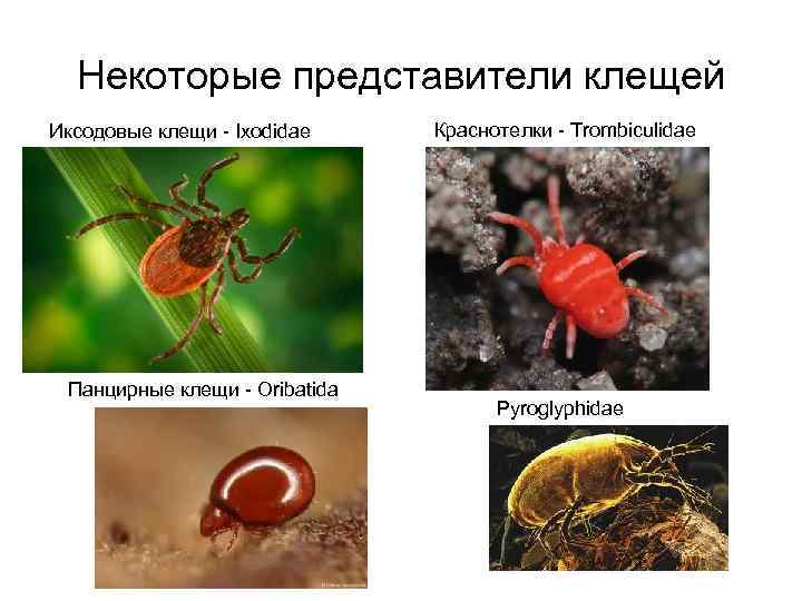 Некоторые представители клещей Иксодовые клещи - Ixodidae Панцирные клещи - Oribatida Краснотелки - Trombiculidae
