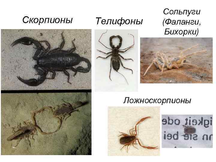 Скорпионы Телифоны Сольпуги (Фаланги, Бихорки) Ложноскорпионы 