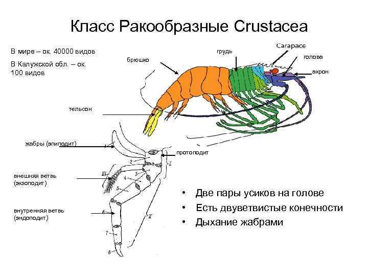 Класс Ракообразные Crustacea В мире – ок. 40000 видов В Калужской обл. – ок.