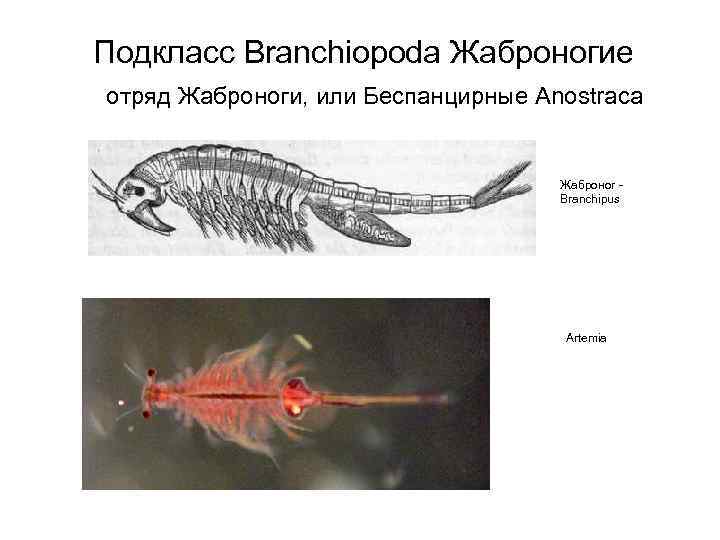 Подкласс Branchiopoda Жаброногие отряд Жаброноги, или Беспанцирные Anostraca Жаброног Branchipus Artemia 