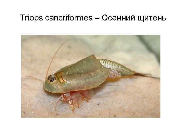 Triops cancriformes – Осенний щитень 