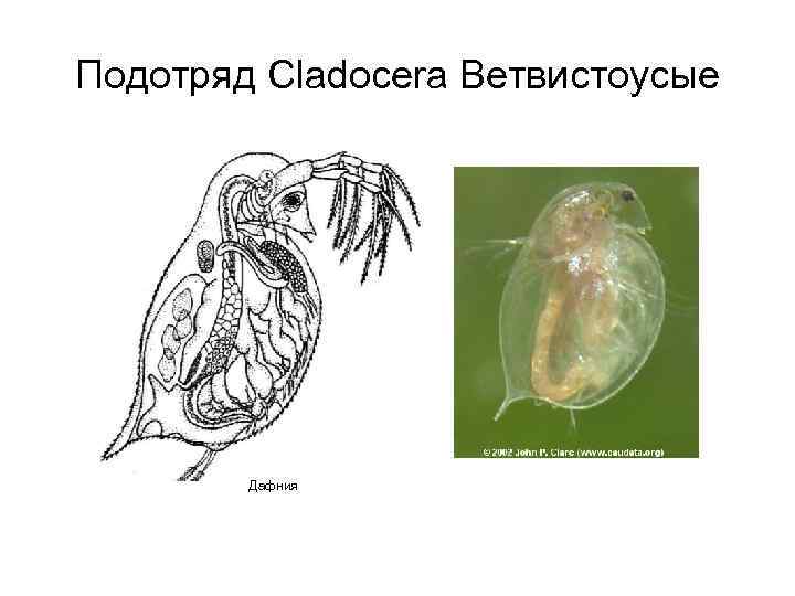 Подотряд Cladocera Ветвистоусые Дафния 