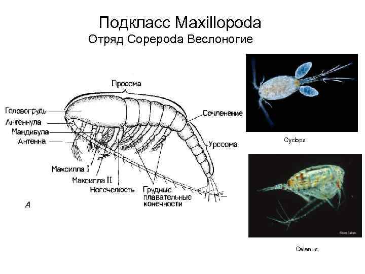 Подкласс Maxillopoda Отряд Copepoda Веслоногие Cyclops Calanus 
