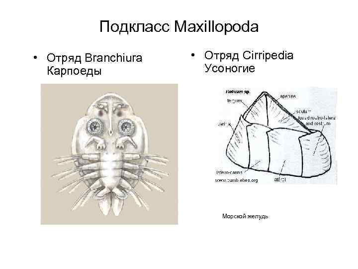 Подкласс Maxillopoda • Отряд Branchiura Карпоеды • Отряд Cirripedia Усоногие Морской желудь 