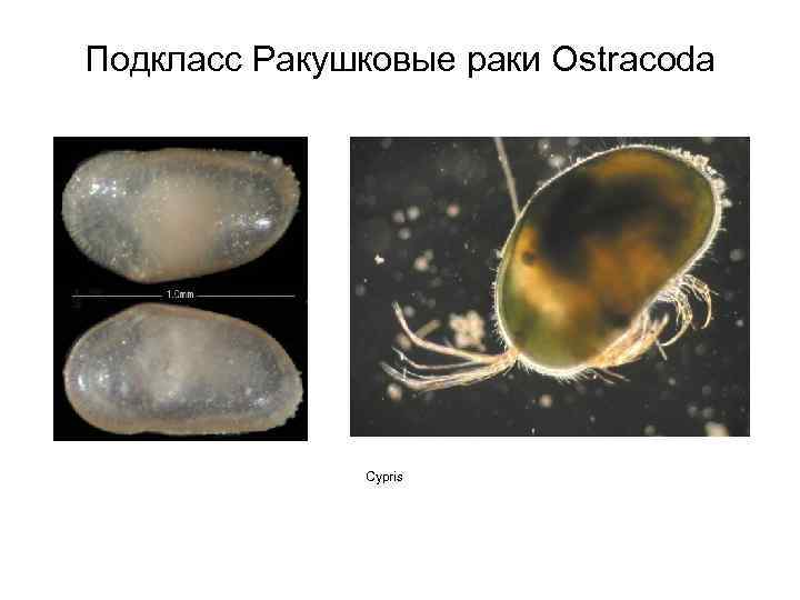 Подкласс Ракушковые раки Ostracoda Cypris 