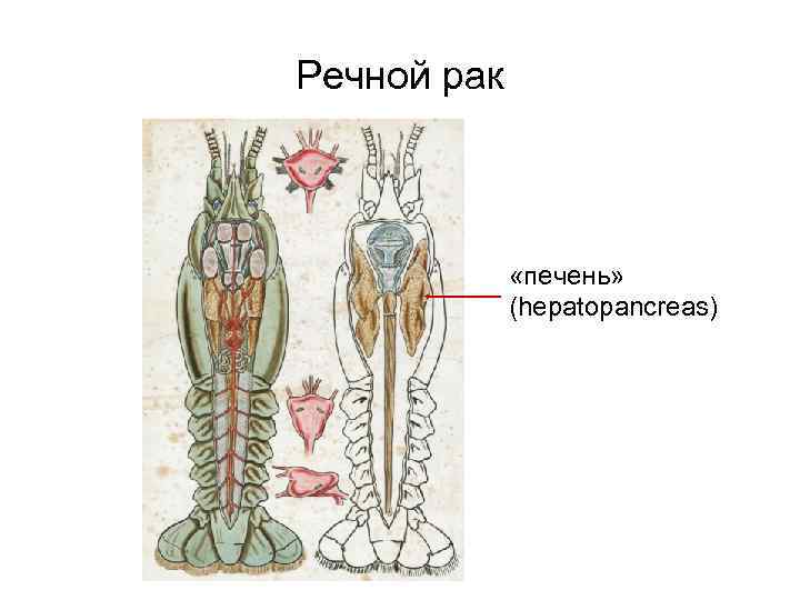 Речной рак «печень» (hepatopancreas) 