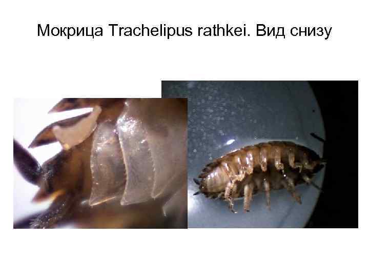 Мокрица Trachelipus rathkei. Вид снизу 
