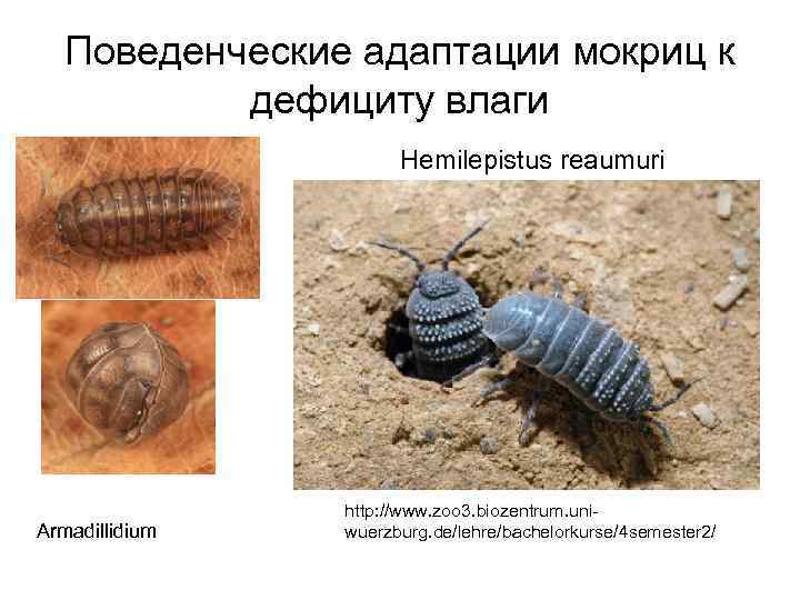 Поведенческие адаптации мокриц к дефициту влаги Hemilepistus reaumuri Armadillidium http: //www. zoo 3. biozentrum.