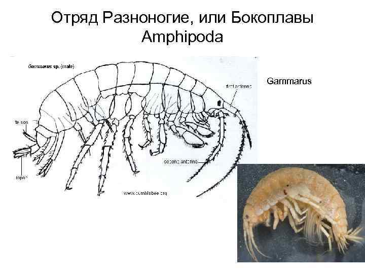 Отряд Разноногие, или Бокоплавы Amphipoda Gammarus 