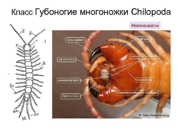 Класс Губоногие многоножки Chilopoda Ногочелюсти 
