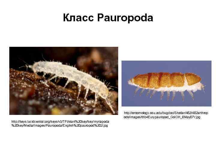 Класс Pauropoda http: //entomology. osu. edu/bugdoc/Shetlar/462 arthrop ods/images/thb 4 Eurypauropod_Col. OH_6 May 07 r.