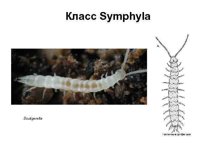 Класс Symphyla Scutigerella 