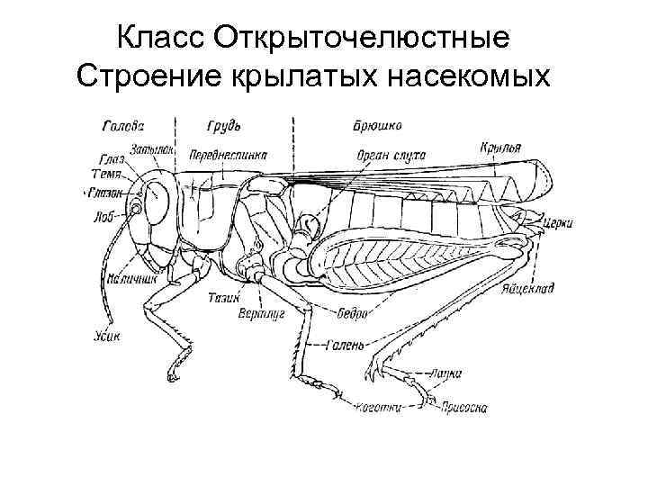 Класс Открыточелюстные Строение крылатых насекомых 