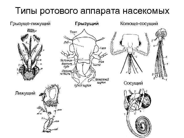 На какой фотографии изображено насекомое с грызущим ротовым аппаратом