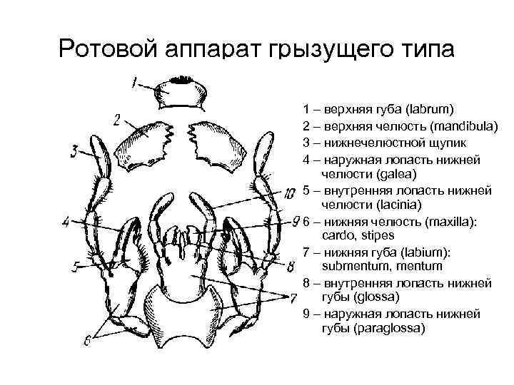 Ротовой аппарат грызущего типа 1 – верхняя губа (labrum) 2 – верхняя челюсть (mandibula)