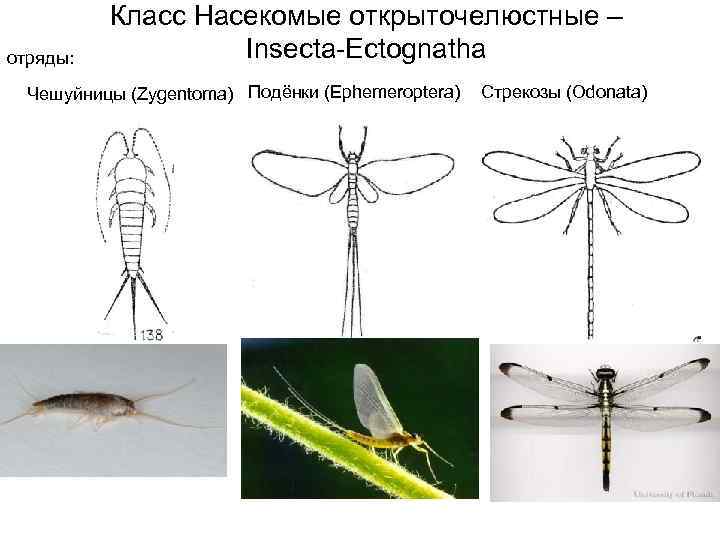отряды: Класс Насекомые открыточелюстные – Insecta-Ectognatha Чешуйницы (Zygentoma) Подёнки (Ephemeroptera) Стрекозы (Odonata) 
