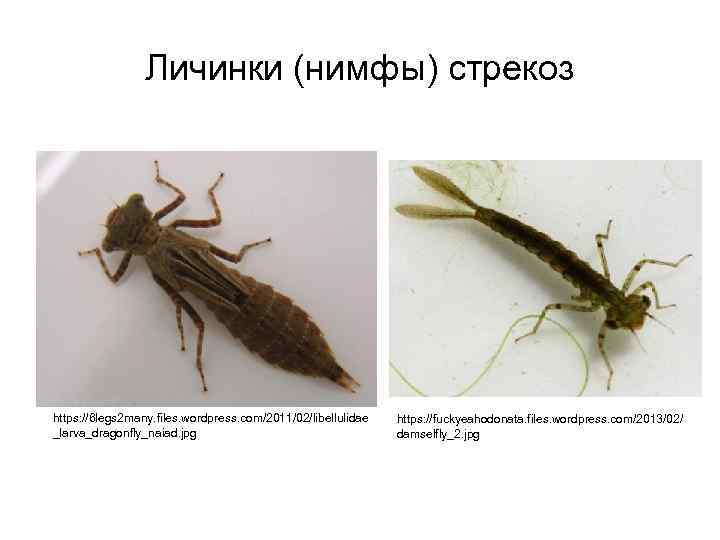 Личинки (нимфы) стрекоз https: //6 legs 2 many. files. wordpress. com/2011/02/libellulidae _larva_dragonfly_naiad. jpg https: