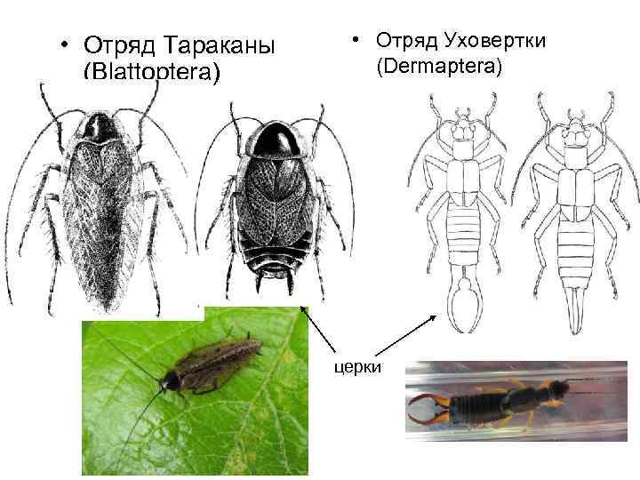  • Отряд Тараканы (Blattoptera) • Отряд Уховертки (Dermaptera) церки 