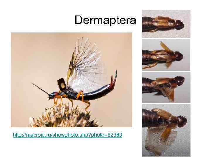 Dermaptera http: //macroid. ru/showphoto. php? photo=62383 