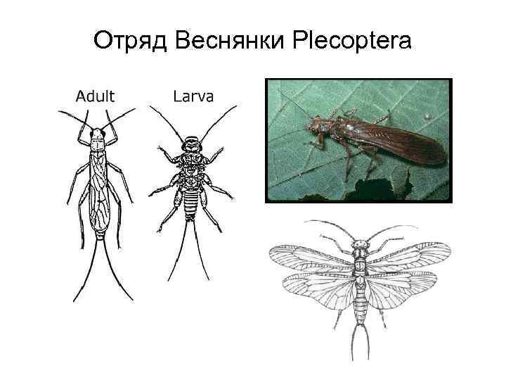 Отряд Веснянки Plecoptera 