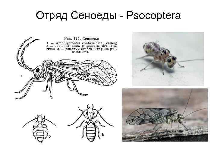 Отряд Сеноеды - Psocoptera 