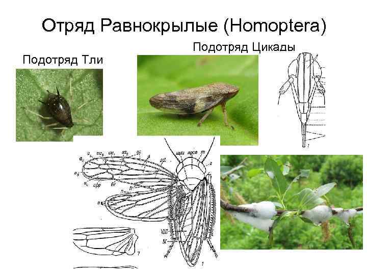 Цикады среда обитания карта