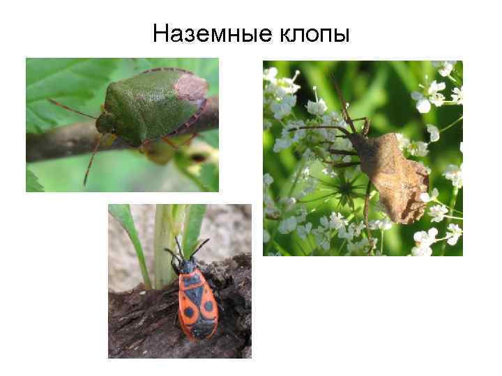 Наземные клопы 