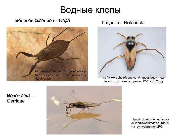 Водные клопы Водяной скорпион – Nepa http: //www. koleopterologie. de/heterop tera/1 d-lep/nepidae-nepa-cinerea-foto -koehler. jpg