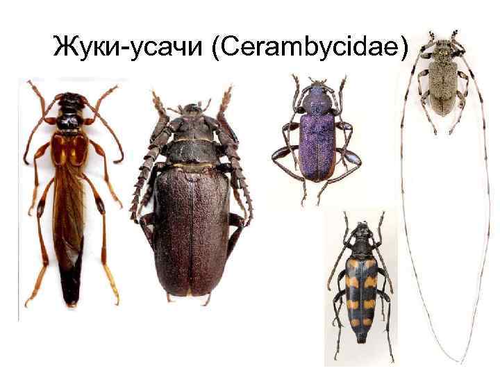 Жуки-усачи (Cerambycidae) 