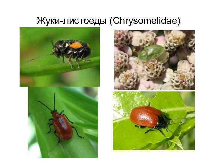 Жуки-листоеды (Chrysomelidae) Cassida denticollis Sffr. 