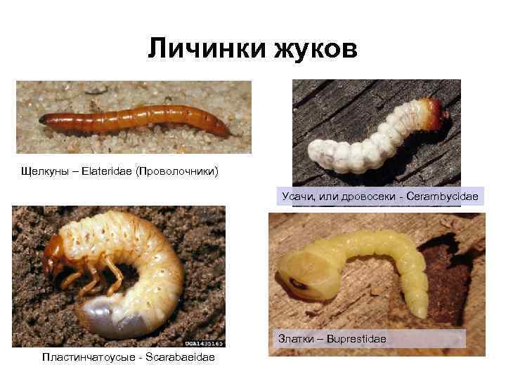Личинки жуков Щелкуны – Elateridae (Проволочники) Усачи, или дровосеки - Cerambycidae Златки – Buprestidae