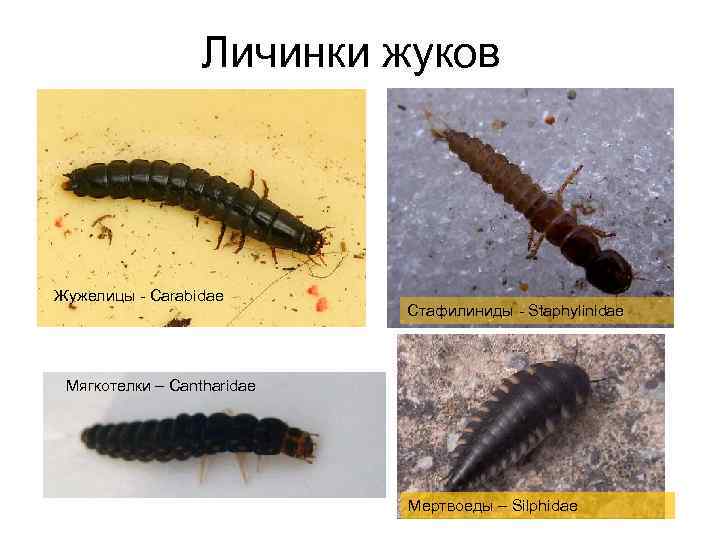 Личинки жуков Жужелицы - Carabidae Стафилиниды - Staphylinidae Мягкотелки – Cantharidae Мертвоеды – Silphidae