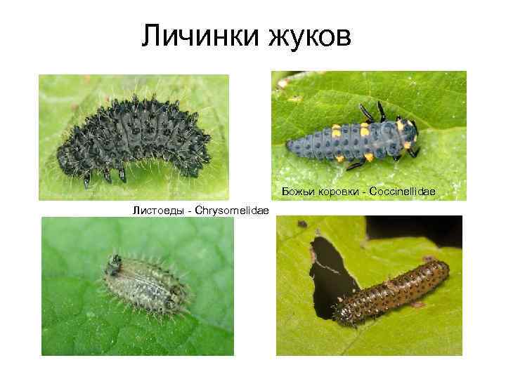 Личинки жуков Божьи коровки - Coccinellidae Листоеды - Chrysomelidae 