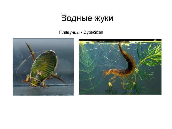 Водные жуки Плавунцы - Dytiscidae 