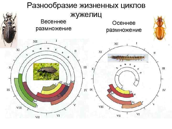 Разнообразие жизненных циклов жужелиц Весеннее размножение Осеннее размножение 