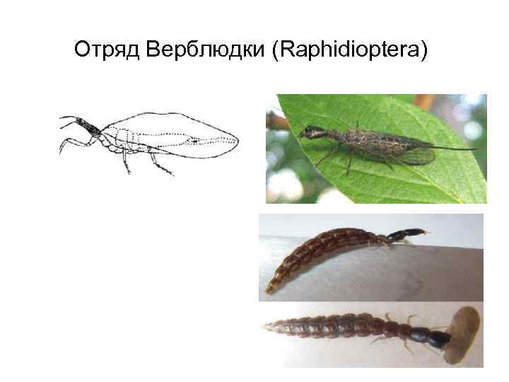 Отряд Верблюдки (Raphidioptera) 