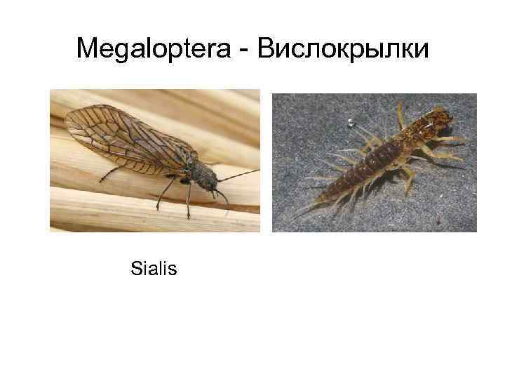 Megaloptera - Вислокрылки Sialis 