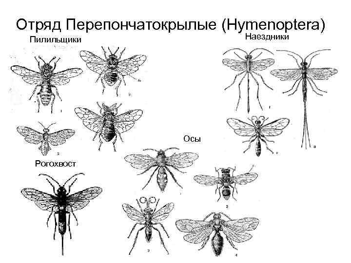 Отряд Перепончатокрылые (Hymenoptera) Наездники Пилильщики Осы Рогохвост 