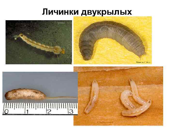 Личинки двукрылых 