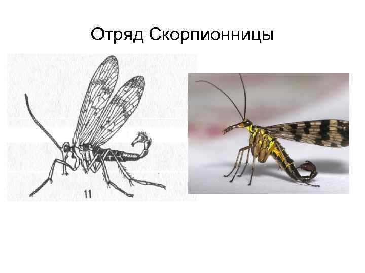 Отряд Скорпионницы 