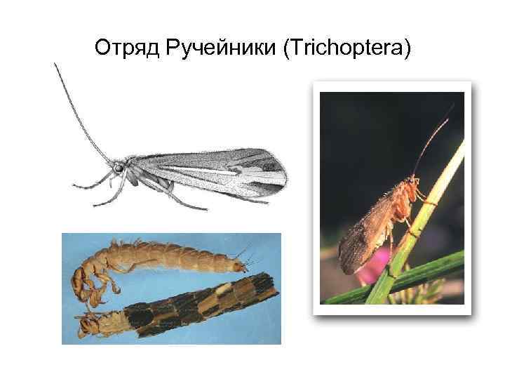 Отряд Ручейники (Trichoptera) 