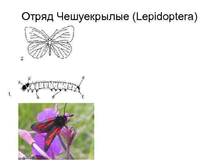 Отряд Чешуекрылые (Lepidoptera) 