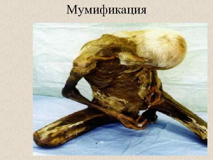Мумификация 