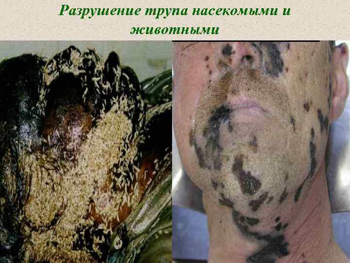 Разрушение трупа насекомыми и животными 