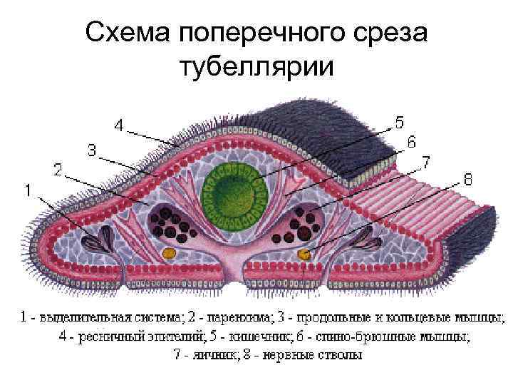 Внутреннее строение плоских. Плоские черви кожно-мускульный мешок. Покровы плоских червей. Плоские черви покровы тела. Поперечный разрез плоского червя.