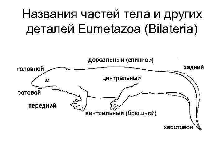 Названия частей тела и других деталей Eumetazoa (Bilateria) 